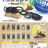 甲虫採集標本～Wood～(50個入り)