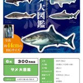サメ 大図鑑(50個入り)