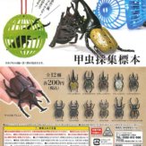 甲虫採集標本(50個入り)